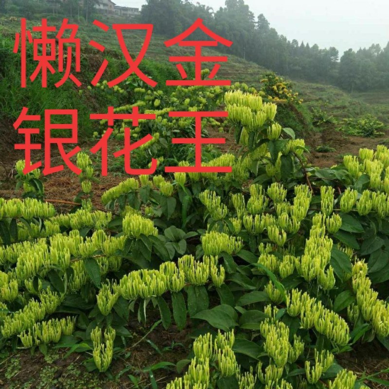 湘蕾五号金银花苗懒汉王金银花苗金银花树型成品纯蕾苗包邮价