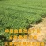 湘蕾五号金银花苗懒汉王金银花苗金银花树型成品纯蕾苗包邮价