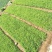 湘蕾五号金银花苗懒汉王金银花苗金银花树型成品纯蕾苗包邮价