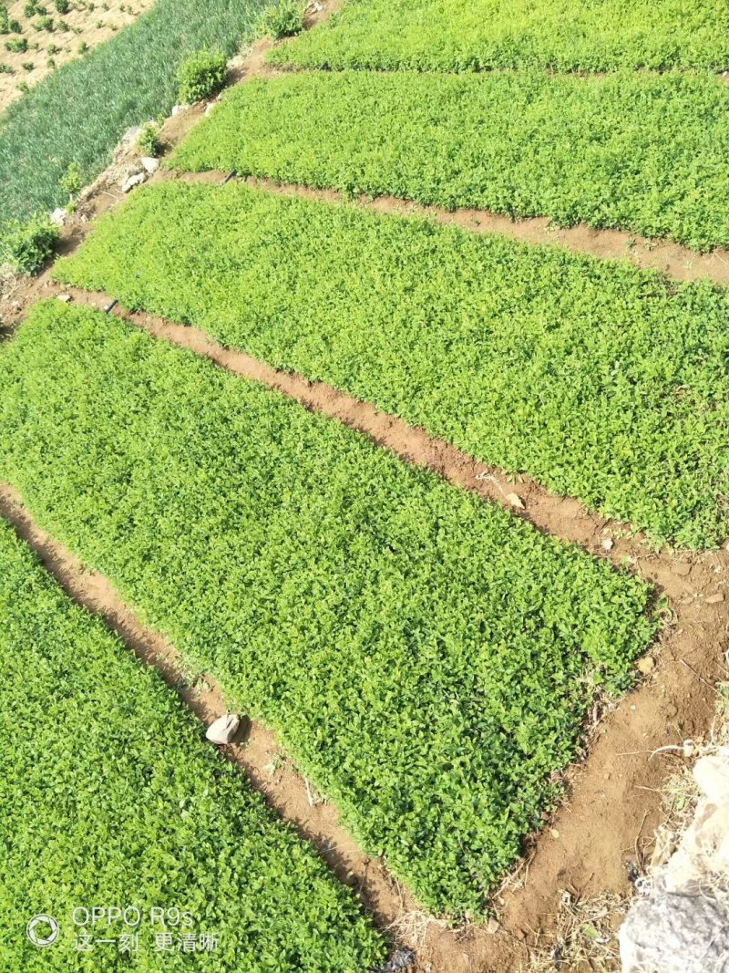 湘蕾五号金银花苗懒汉王金银花苗金银花树型成品纯蕾苗包邮价