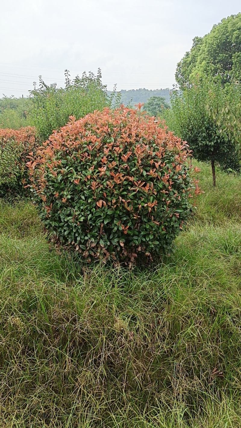 精品红叶石楠球，四季常绿小灌木，园林中效果独特