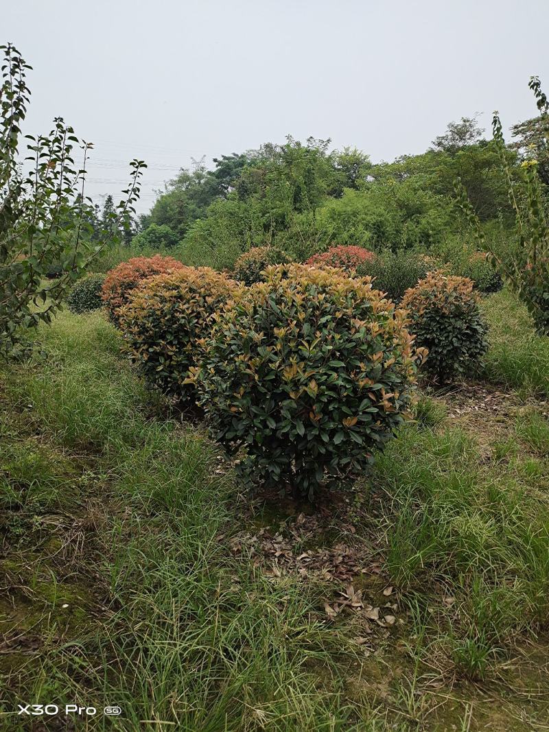 精品红叶石楠球，四季常绿小灌木，园林中效果独特
