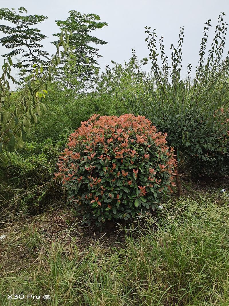 精品红叶石楠球，四季常绿小灌木，园林中效果独特