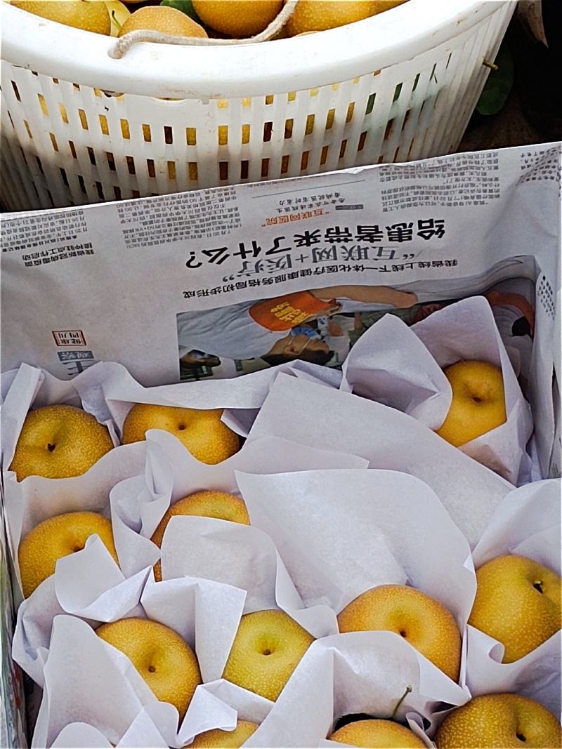 梨子