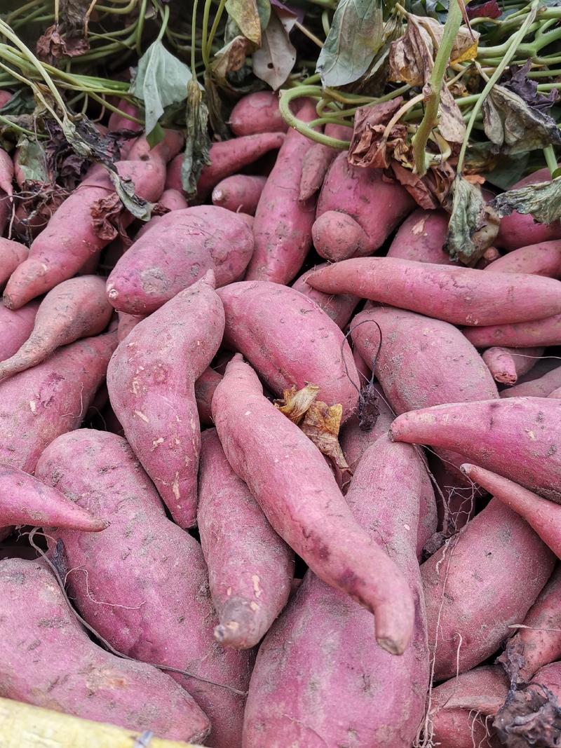 红薯西瓜红红薯沙地西瓜红红薯，大量上市，保证质量。