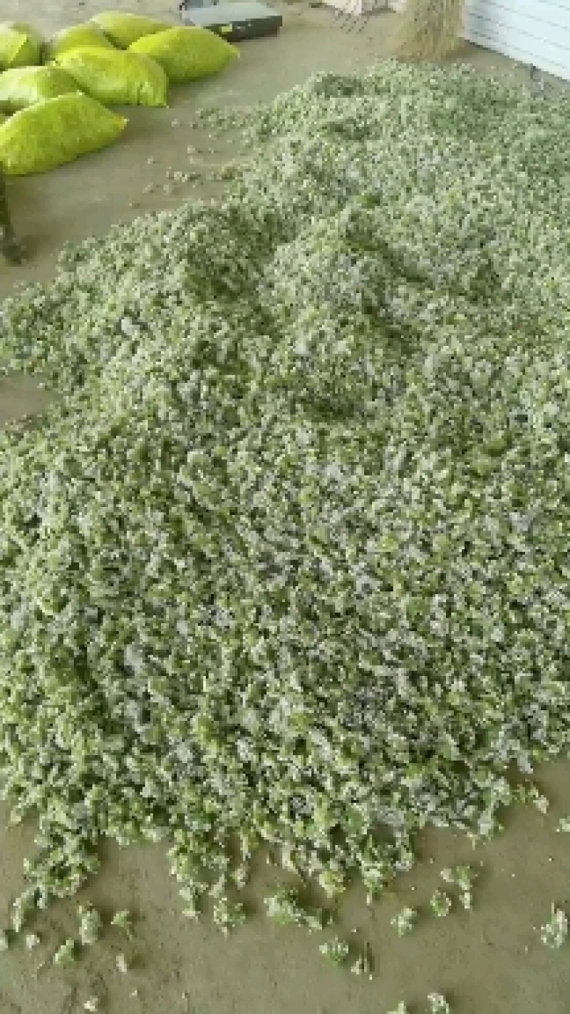 河北昌黎精品韭菜花大量上市花白朵大颗粒饱满