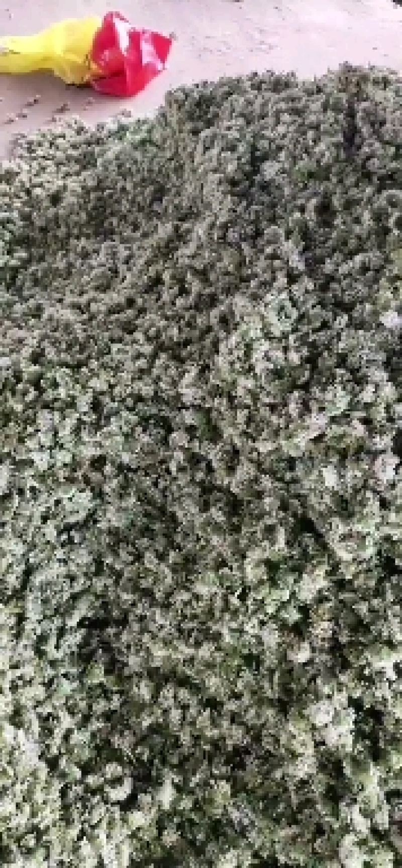 河北昌黎精品韭菜花大量上市花白朵大颗粒饱满