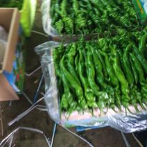 精品临洮县鲜辣椒，质量好，地头一手货。耐运输。