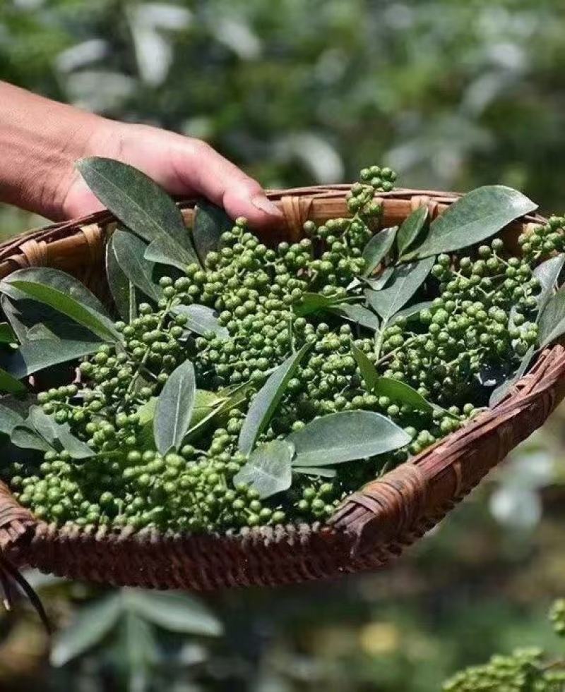 青花椒一手货源，量大从优，产地直销欢迎各位老板来买