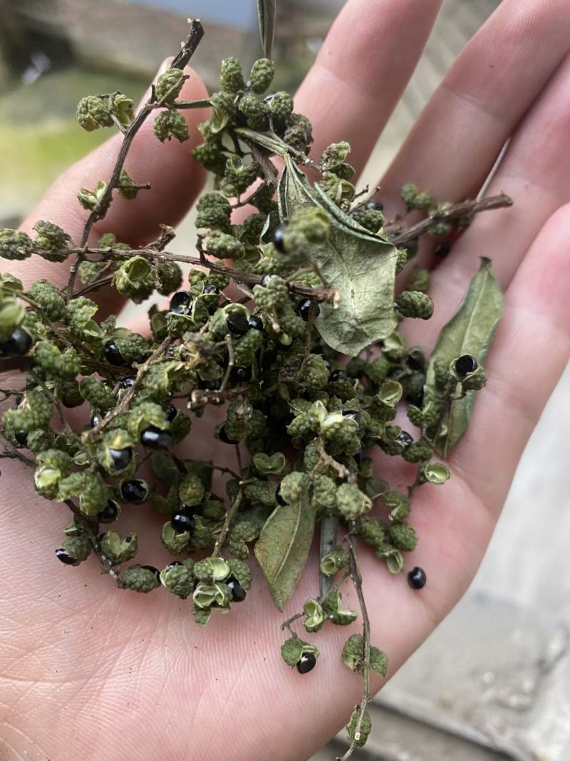 青花椒一手货源，量大从优，产地直销欢迎各位老板来买