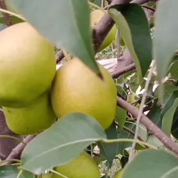 香梨