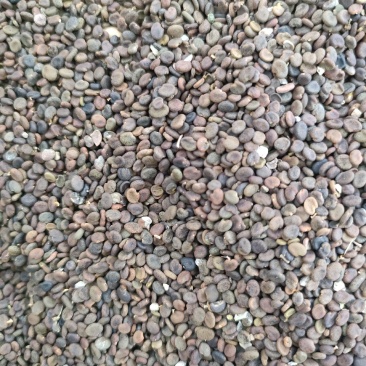 黄芪种子，当年收黄芪籽，人工采收，低杆黄芪，发芽率95%