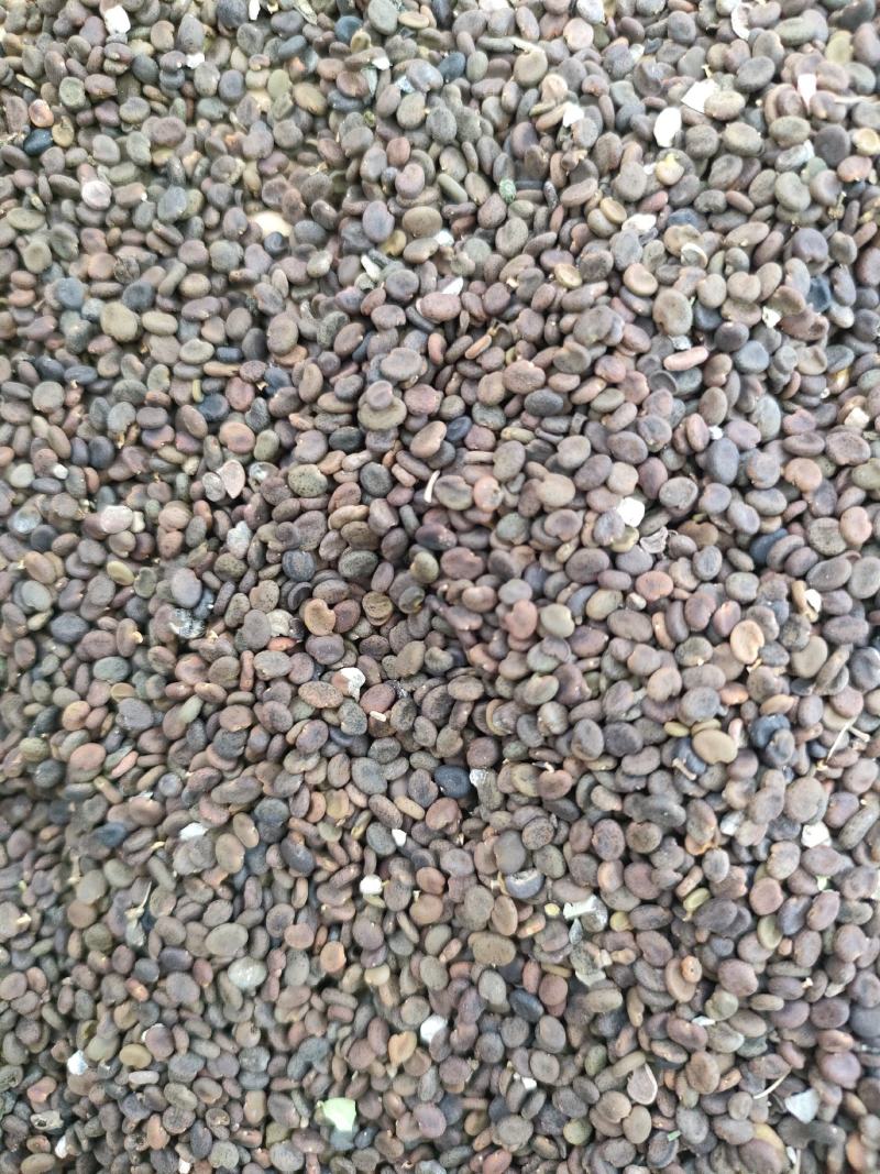 黄芪种子，当年收黄芪籽，人工采收，低杆黄芪，发芽率95%