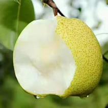 产区金鼎谢花酥梨开始下树供货，果面干净，质量，价位平