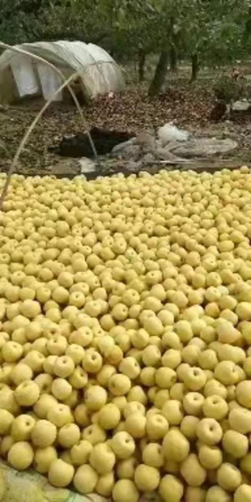 产区金鼎谢花酥梨开始下树供货，果面干净，质量保障，价位平