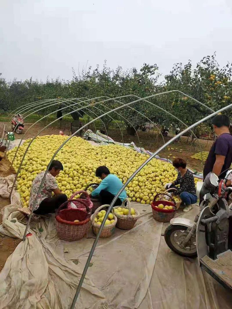 产区金鼎谢花酥梨开始下树供货，果面干净，质量保障，价位平
