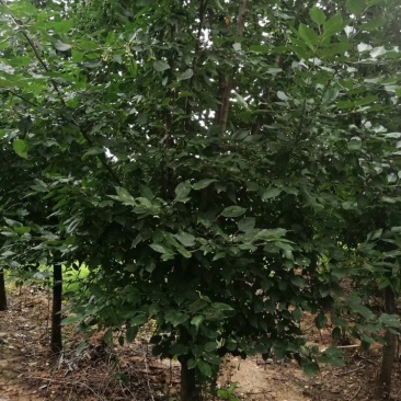 沂蒙垂丝，5到15公分，沂蒙垂丝海棠大量供应