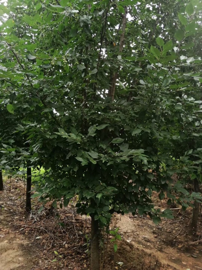 沂蒙垂丝，5到15公分，沂蒙垂丝海棠大量供应