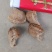 桑螵蛸山东，螳螂籽，新货无杂质，生货手选(二棉)