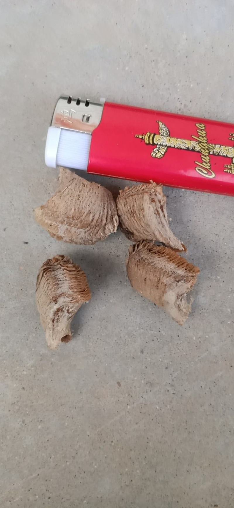 桑螵蛸山东，螳螂籽，新货无杂质，生货手选(二棉)
