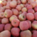山东红富士苹果苹果产地直发货源充足品相正口感好