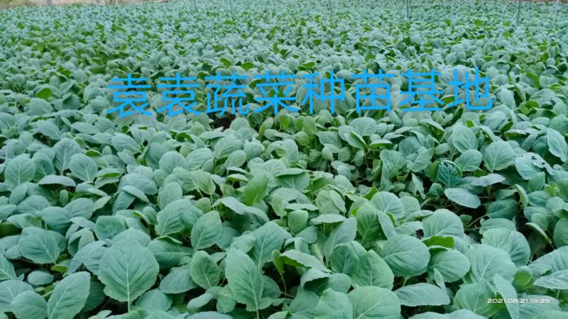 莲花白苗，包菜苗，扁平顶、脆叶