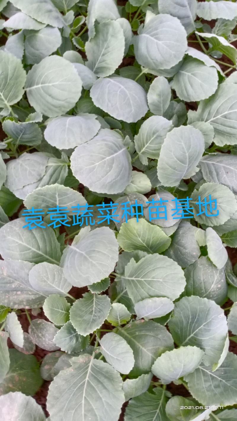 莲花白苗，包菜苗，扁平顶、脆叶