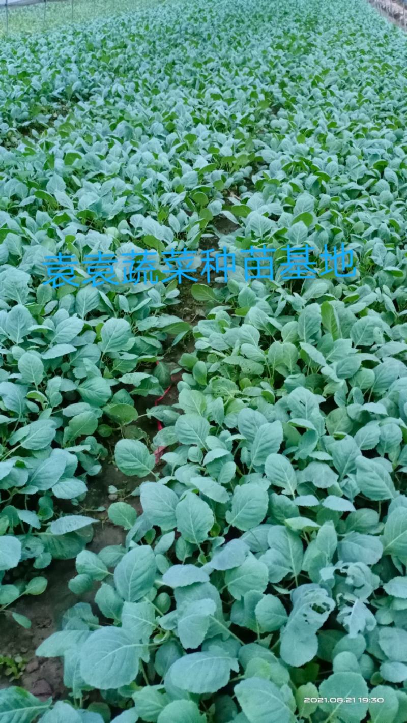 莲花白苗，包菜苗，扁平顶、脆叶