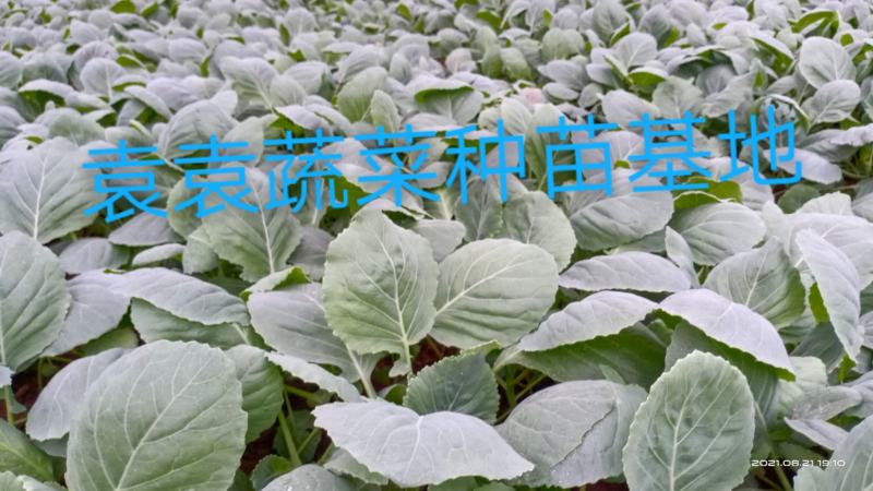 莲花白苗，包菜苗，扁平顶、脆叶