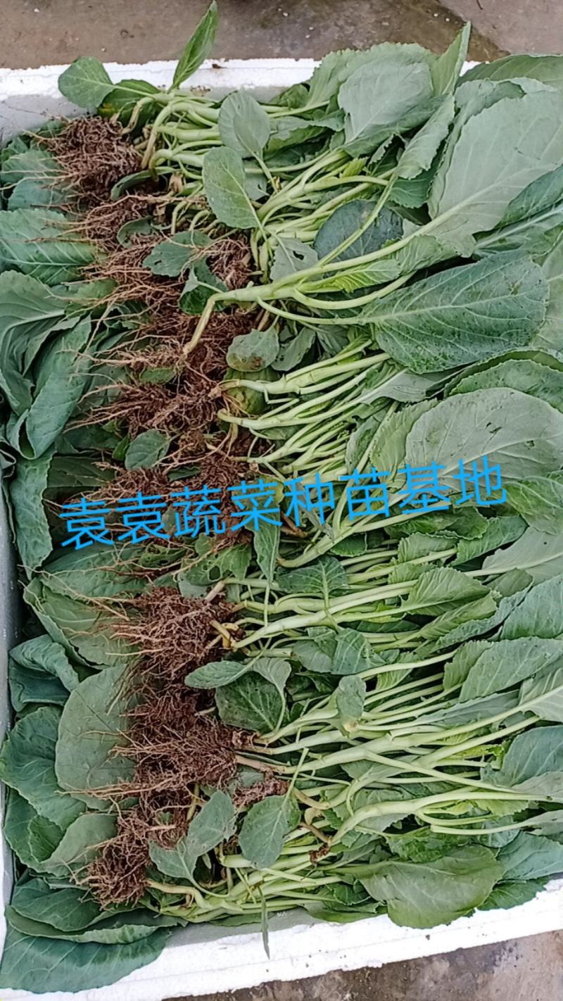 莲花白苗，包菜苗，扁平顶、脆叶