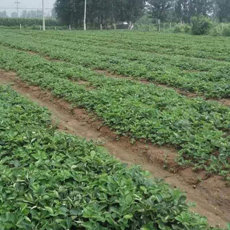 红颜草莓苗基地直销品种纯正甜宝草莓苗