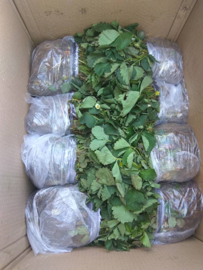 红颜草莓苗基地直销品种纯正甜宝草莓苗
