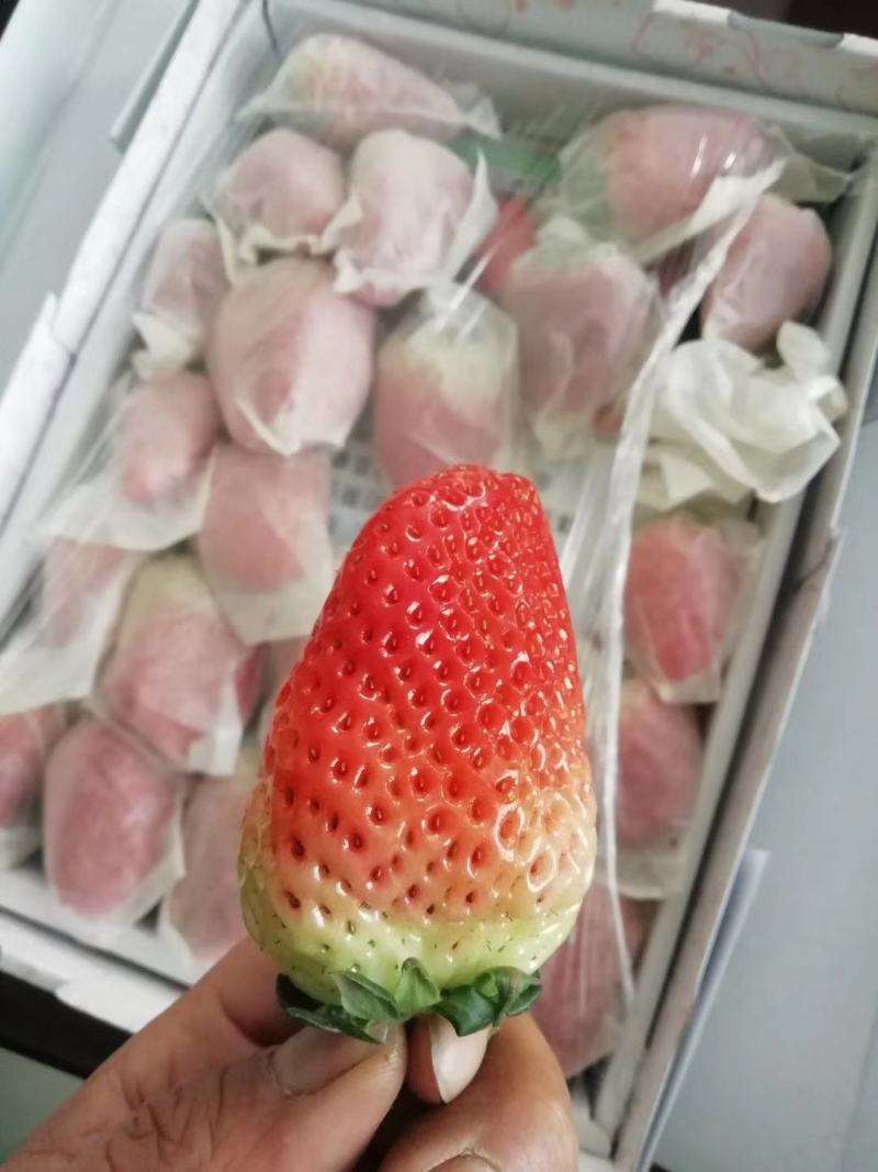 红颜草莓苗基地直销品种纯正甜宝草莓苗