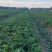 红颜草莓苗基地直销品种纯正甜宝草莓苗