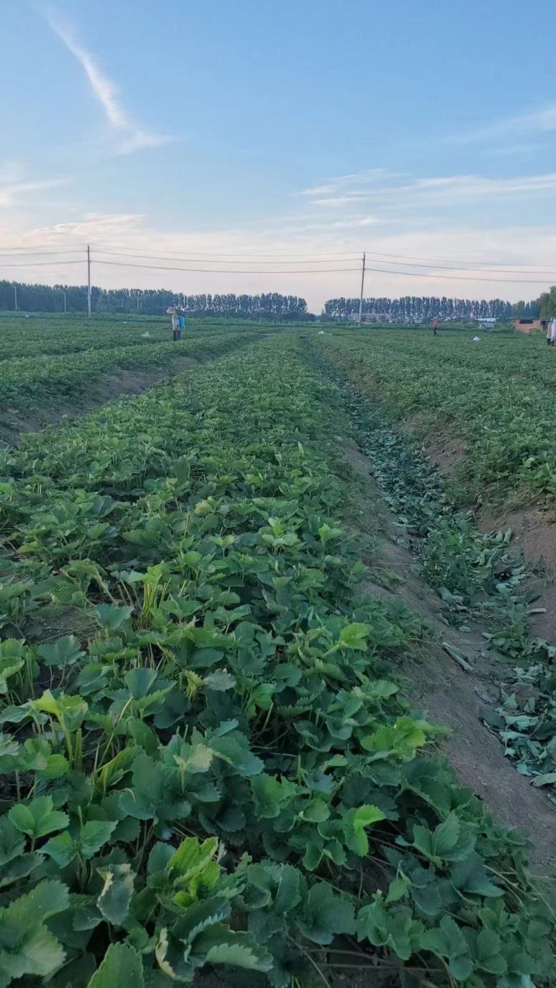 红颜草莓苗基地直销品种纯正甜宝草莓苗