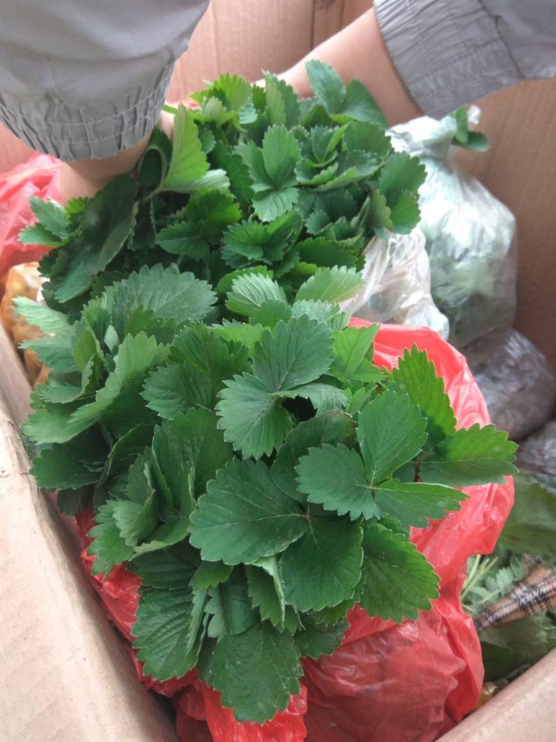 红颜草莓苗基地直销品种纯正甜宝草莓苗