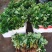红颜草莓苗基地直销品种纯正甜宝草莓苗