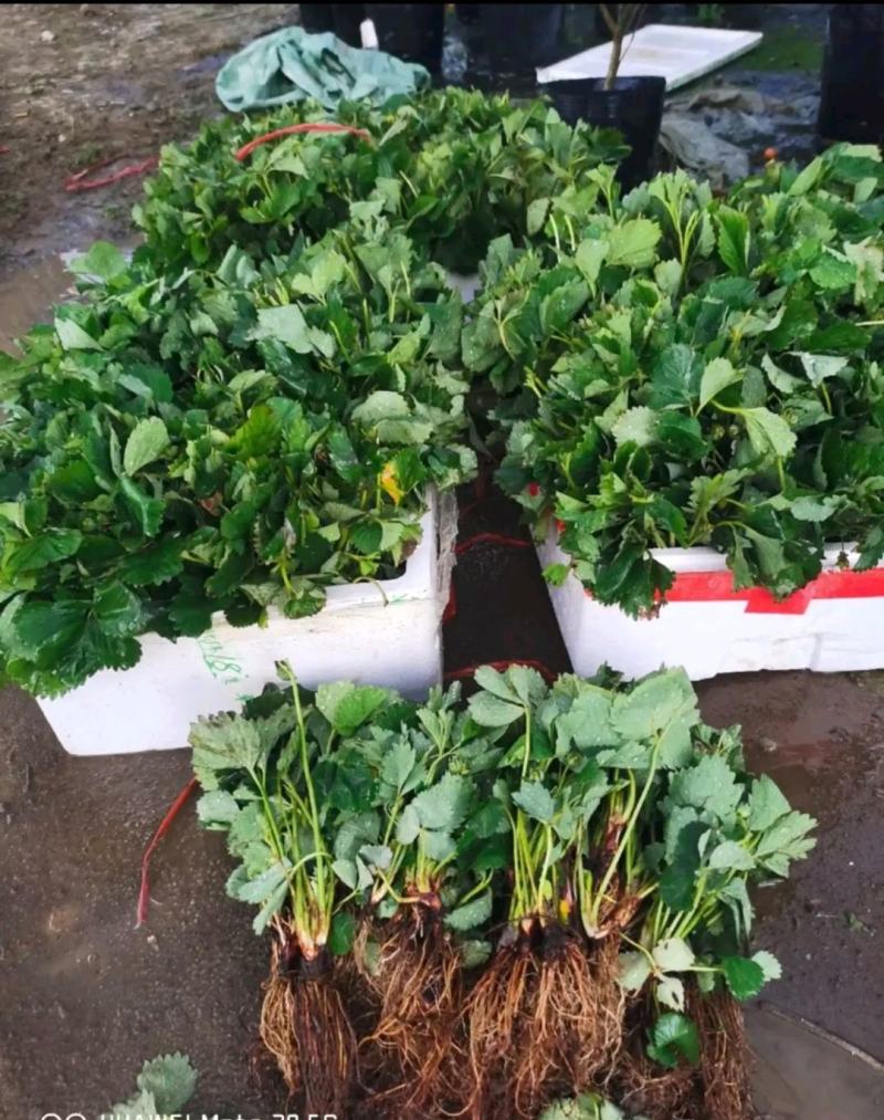 红颜草莓苗基地直销品种纯正甜宝草莓苗
