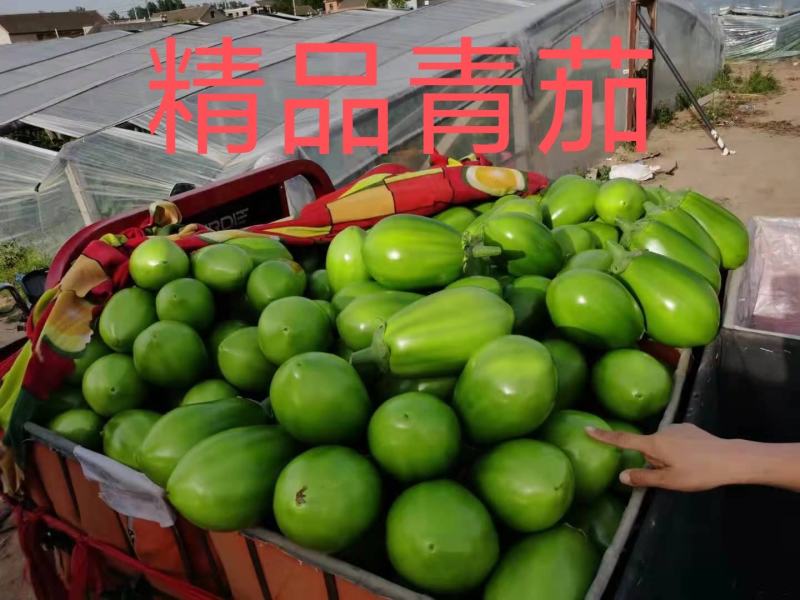 嫁接烧烤茄苗紫把绿把嫁接长茄苗青茄子苗