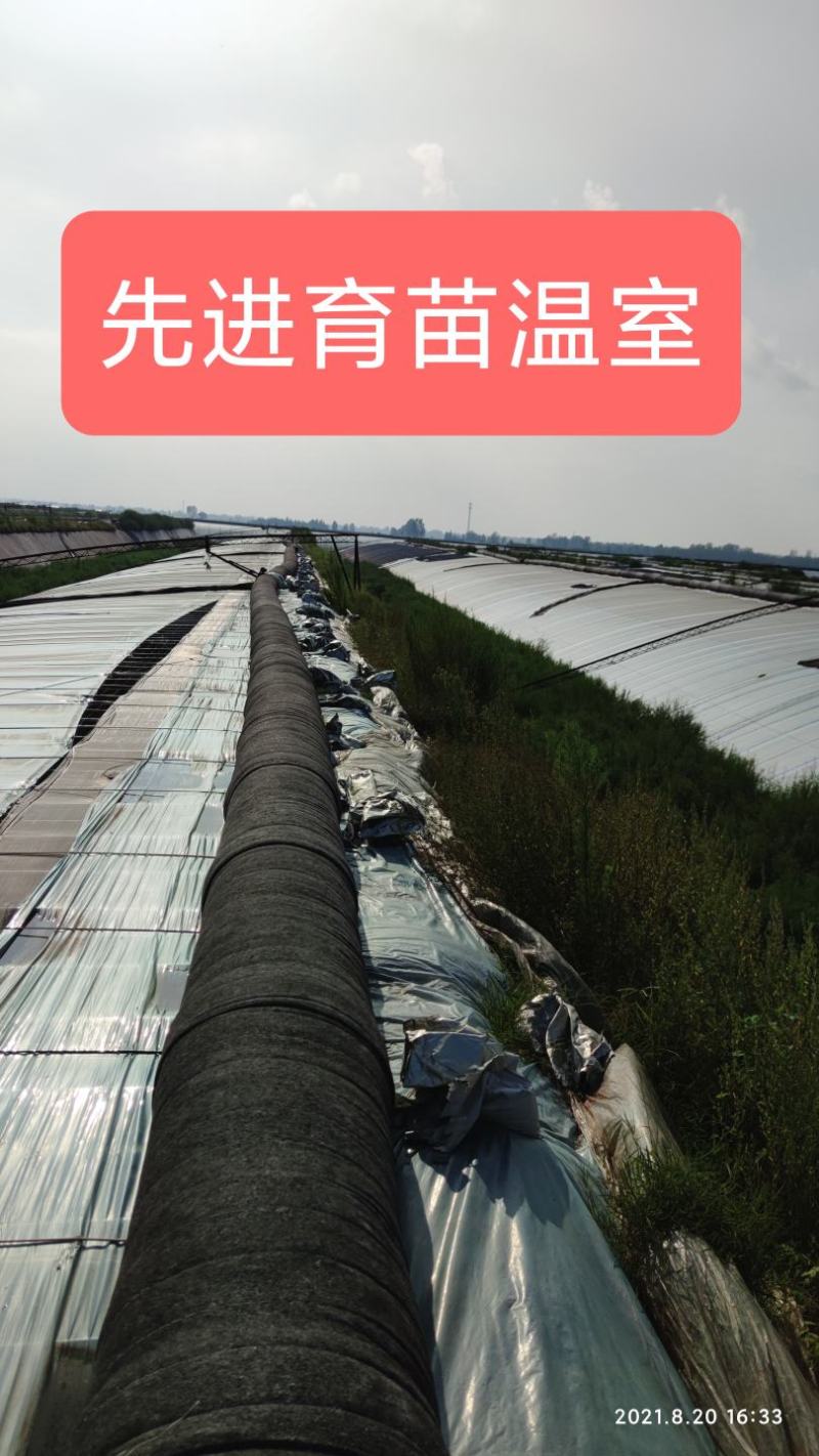 嫁接西瓜苗苗厂直供价格优惠甜王美都
