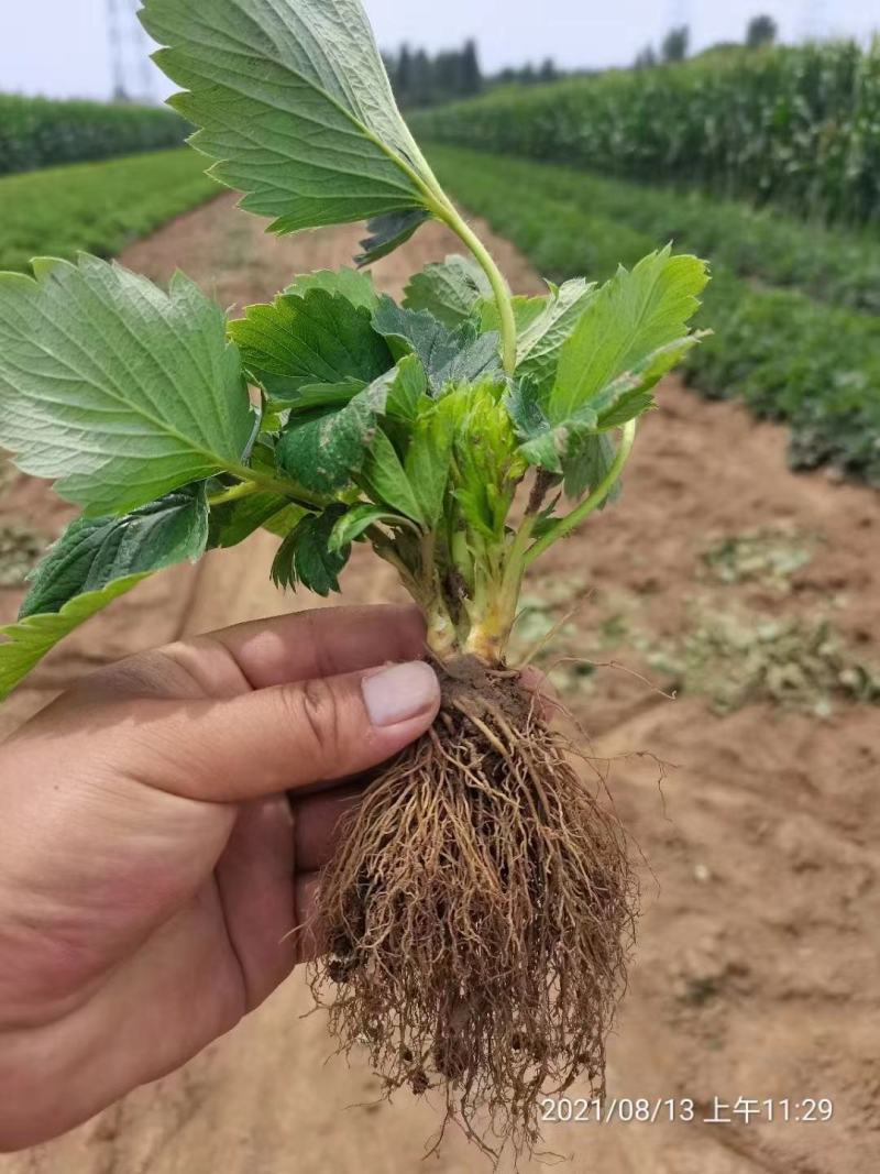 红颜草莓苗基地直销品种纯正甜宝草莓苗