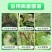 进口杜邦抑快净噁酮·霜脲氰52.5%霜霉病早疫病杀菌剂