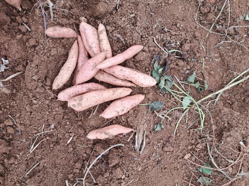 红薯现挖旱地蜜薯红皮白心哈蜜冰糖心洛阳伊川基地直发