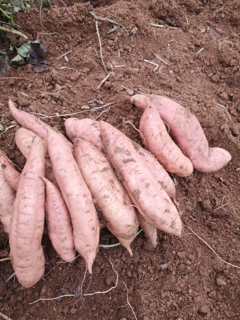 红薯现挖旱地蜜薯红皮白心哈蜜冰糖心洛阳伊川基地直发