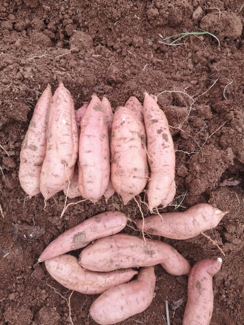 红薯现挖旱地蜜薯红皮白心哈蜜冰糖心洛阳伊川基地直发