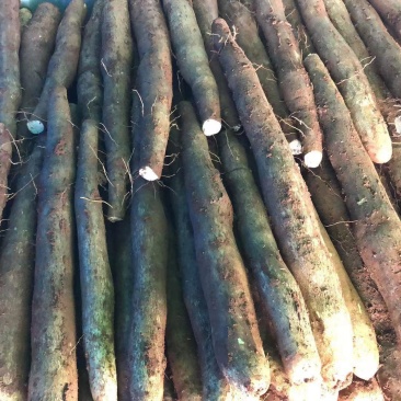 老山药，铁棍，网袋，各种山药，即将大量上市
