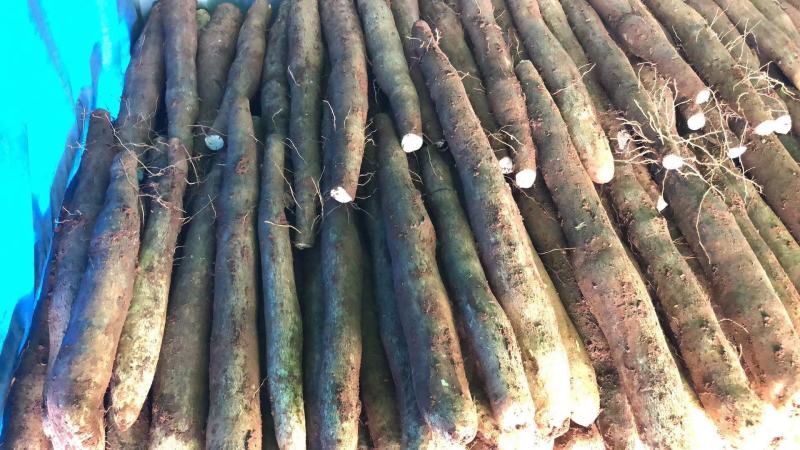 老山药，铁棍，网袋，各种山药，即将大量上市