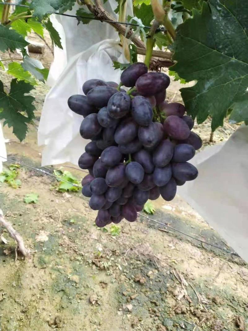 17葡萄大量上市有需要的联系我哦
