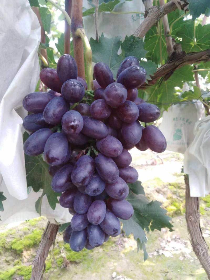17葡萄大量上市有需要的联系我哦