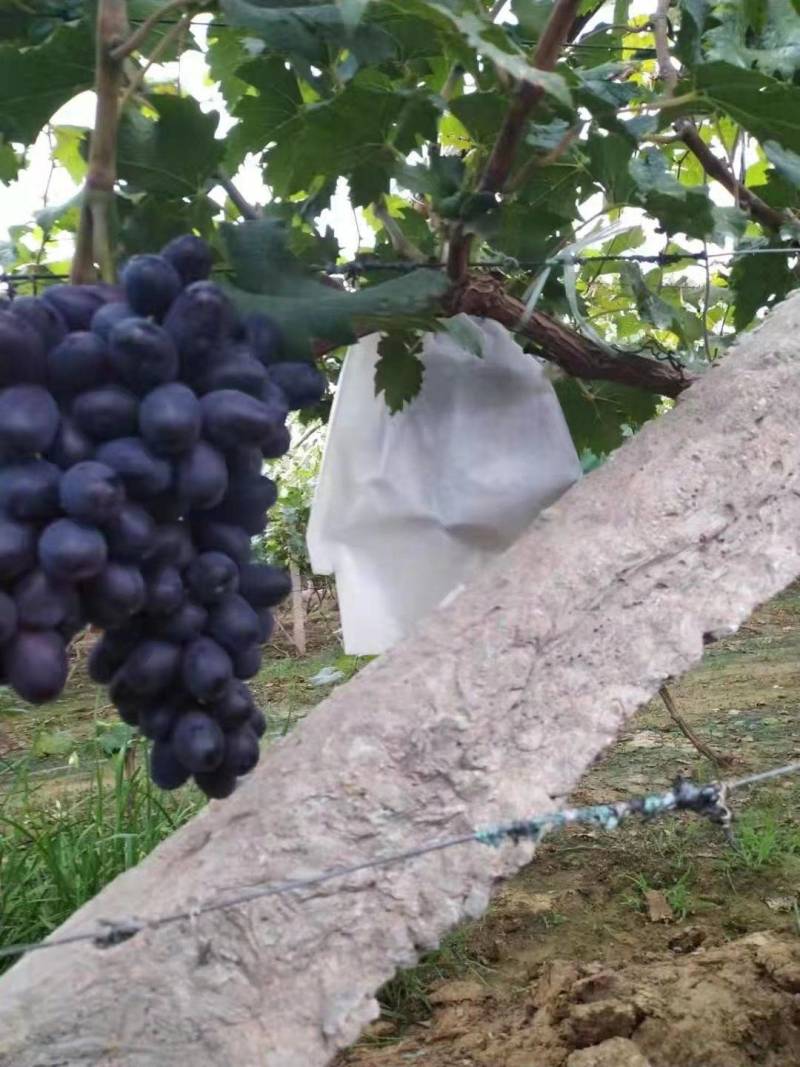 17葡萄大量上市有需要的联系我哦